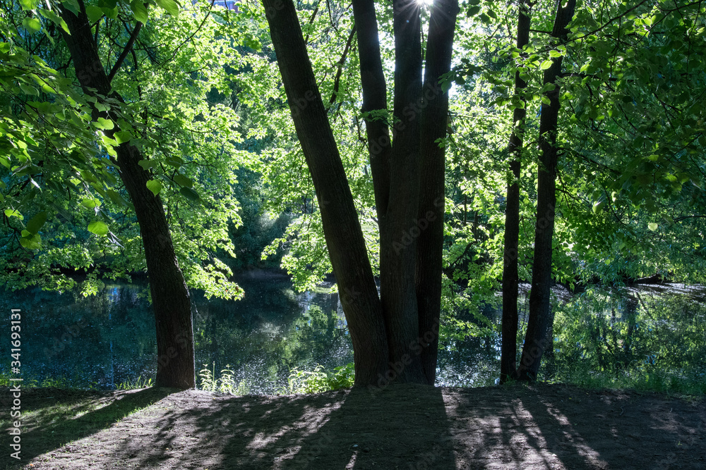 Fototapeta premium Linden trees on the bank of a pond in the city park