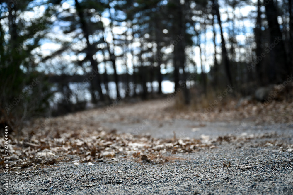 Road in forest near river Road in forest near river