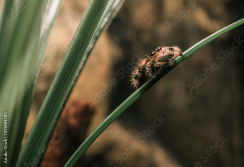 Phidippus regius jumping spider sitting on a leaf