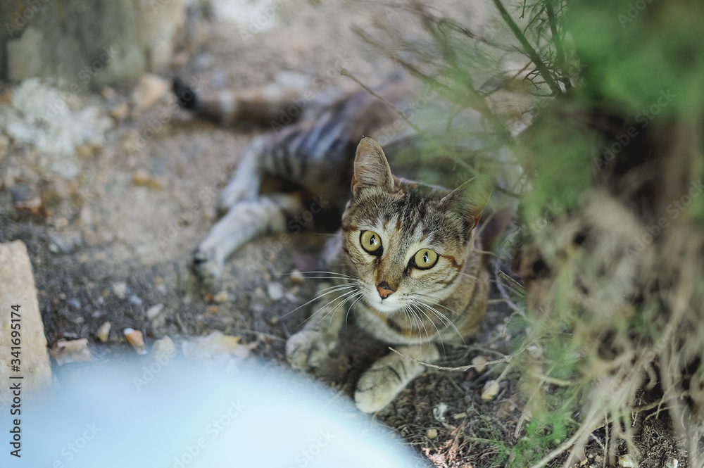 Naklejka premium brown cat looking at camera