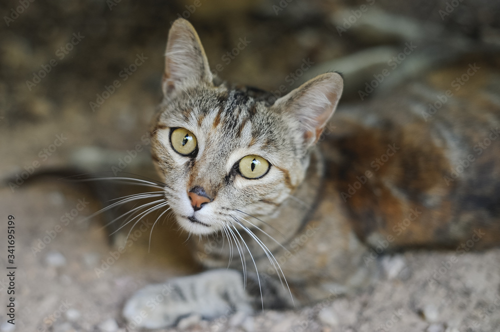 brown cat looking at camera