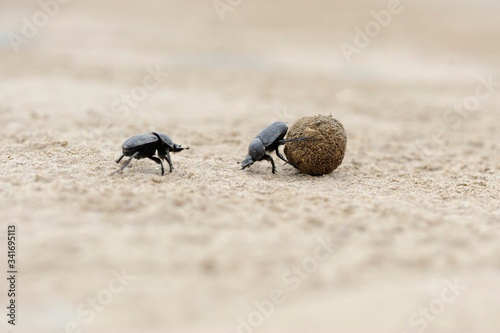 dung beetles on beach sand with ball