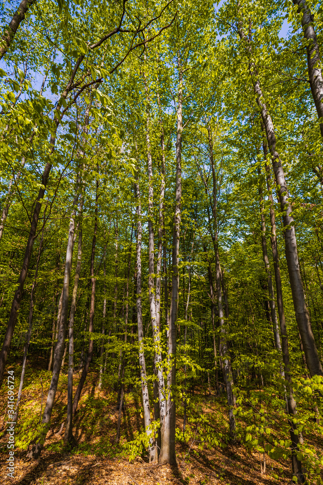 Fototapeta premium Sunlight in the green forest, spring time