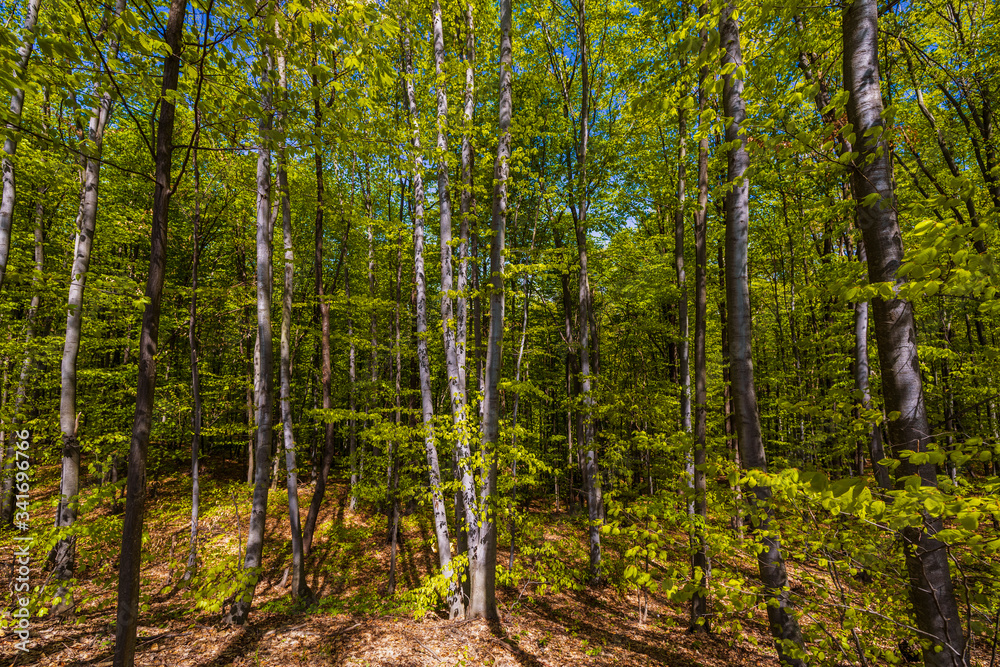 Obraz premium Sunlight in the green forest, spring time