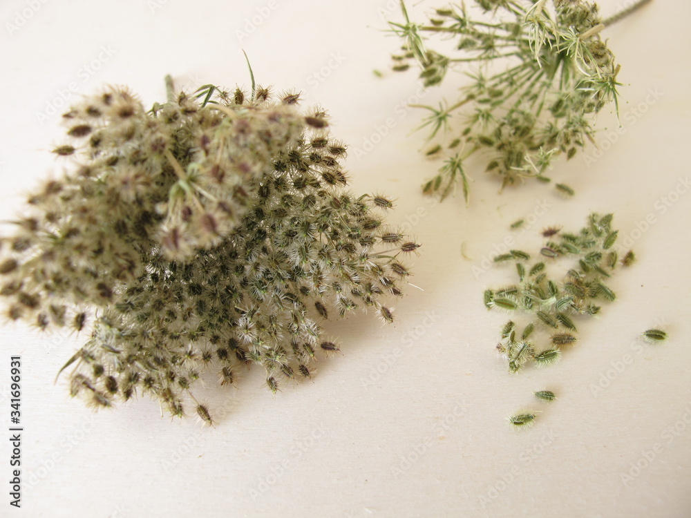 Fruit umbel and edible seeds from the wild carrot Fruit umbel and edible seeds from the wild carrot