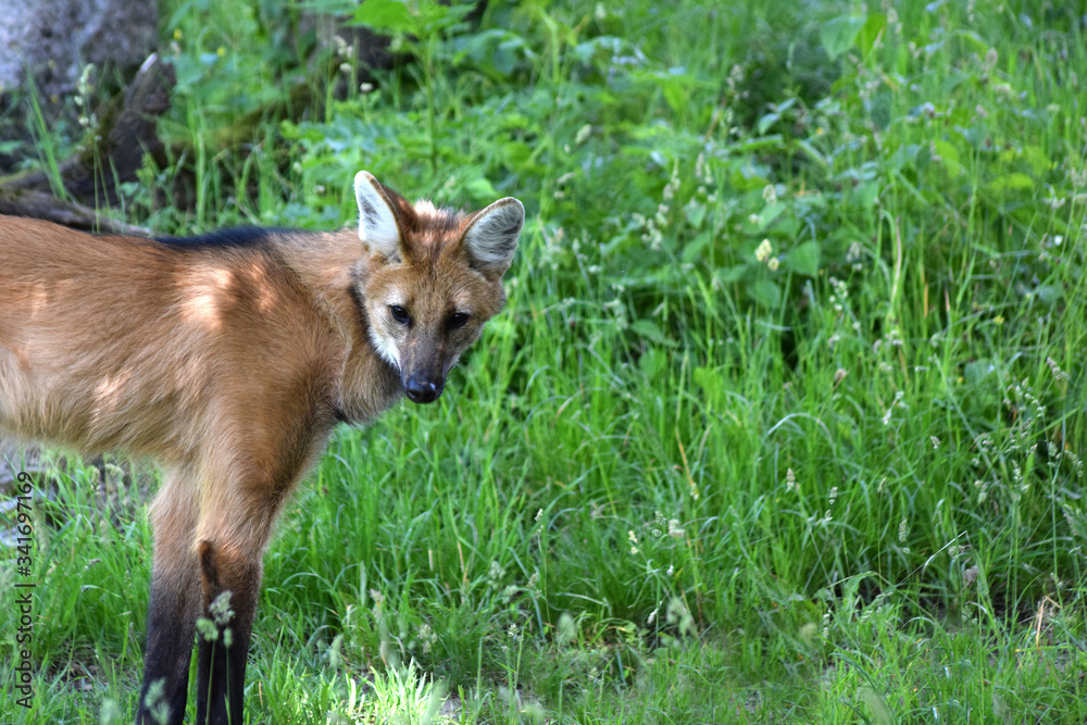 Fototapeta premium Mähnenwolf