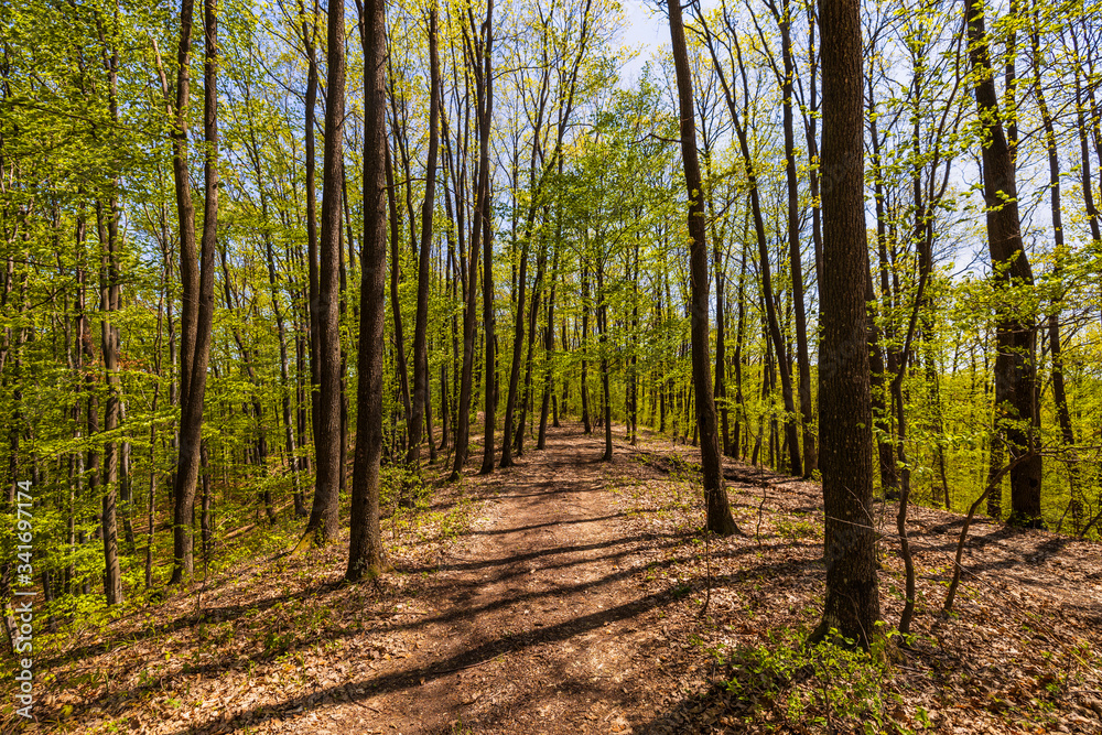 Sunlight in the green forest, spring time Sunlight in the green forest, spring time