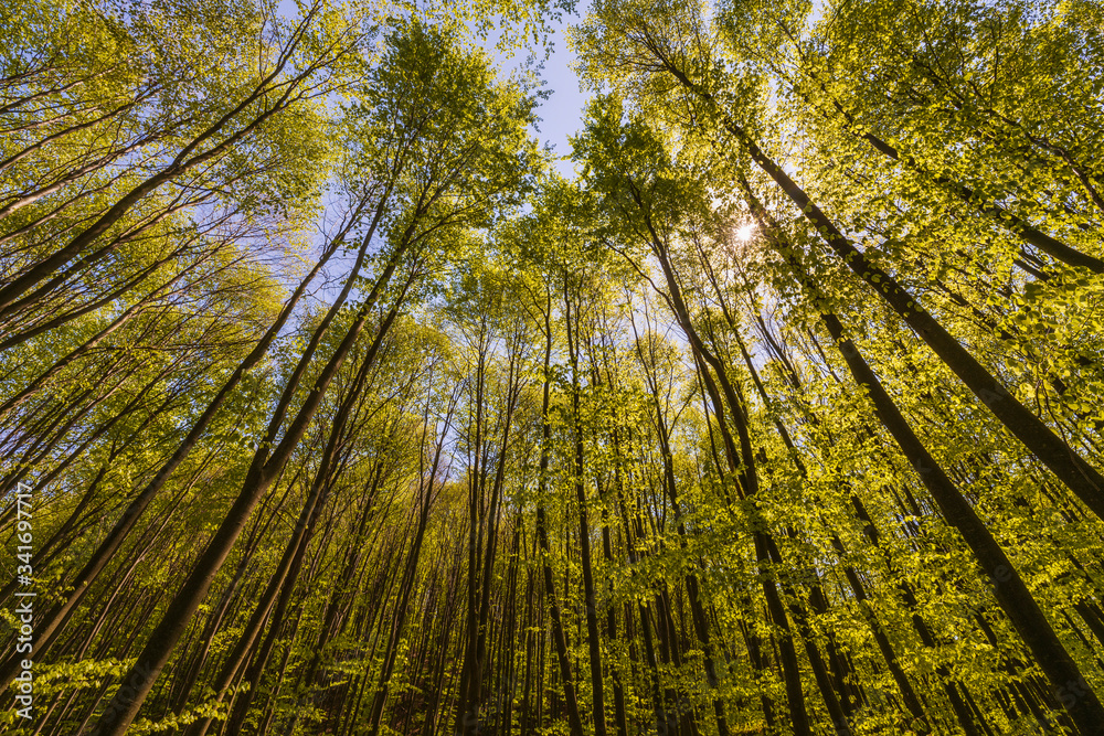 Spring Summer Sun Shining Through Canopy Of Tall Trees.