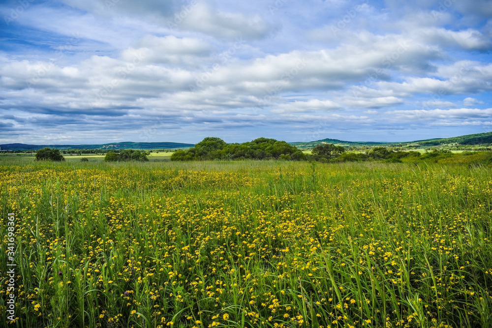 Green field with yellow flowers on a summer day