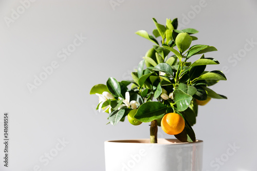 Houseplant Citrus calamondin lit by sunlight on grey background with copy space, close up. Home gardening. Unpretentious flowering and fruiting plant all year round. 