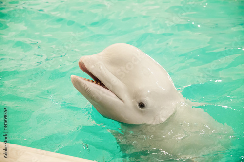 Leinwand Poster Trained beluga whale plays in the pool