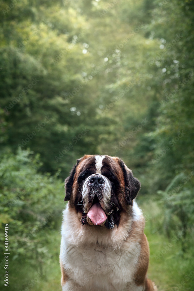 St. Bernard In Forest St. Bernard In Forest