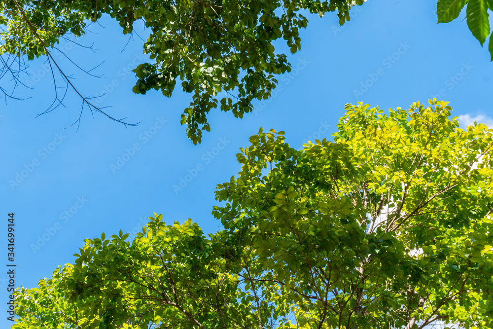 Fototapeta premium Green trees - sunny day