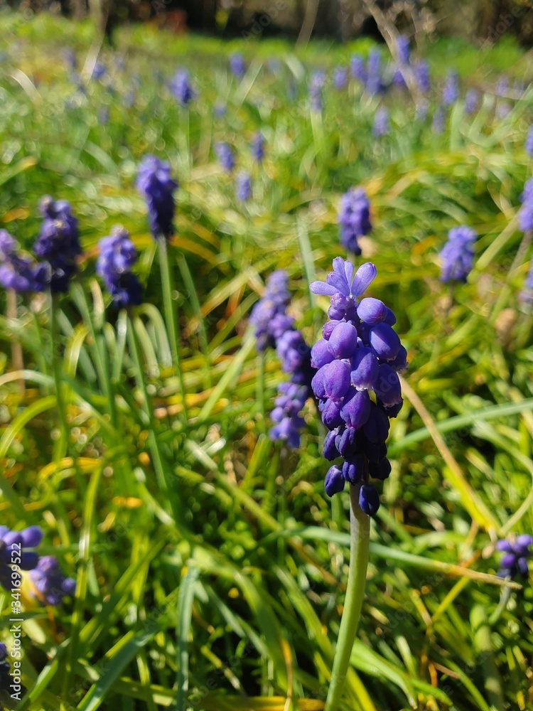 Fototapeta premium Spring in the garden