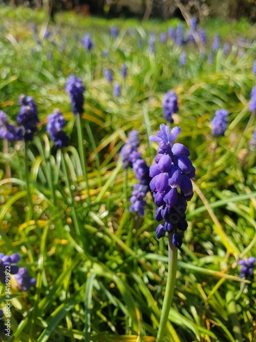 Spring in the garden