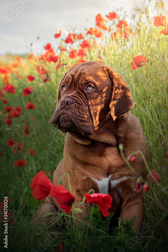 Fotografía Dogue de Bordeaux in poppies V