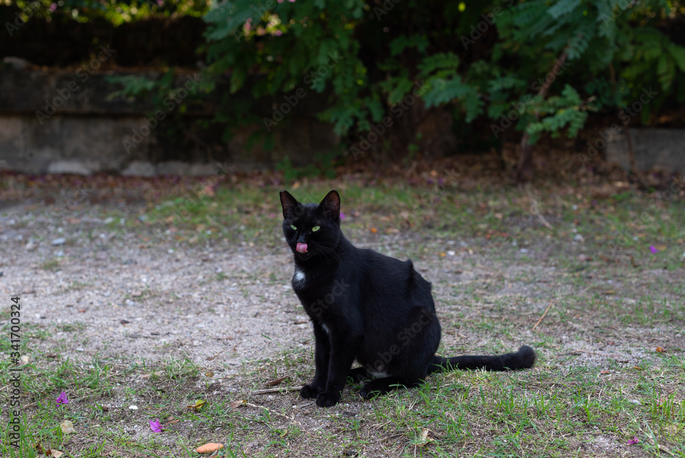 Black cat shows a tongue. Cat sits at beautiful place on sunny summer day.	