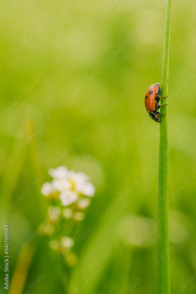 Close up shot of a ladybug on a blade of grass in the meadow Close up shot of a ladybug on a blade of grass in the meadow
