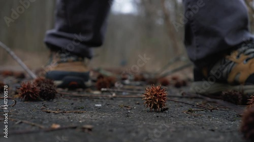 Man picks a sweetgum seed on the road, static, focus on foreground
 photo