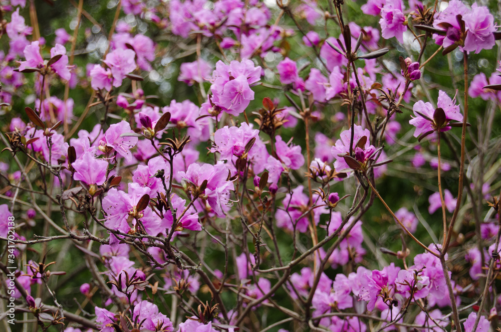 Rhododendron blossom in spring in the park. Flowers close-up. Pink rhododendron flowers. City park in the spring.