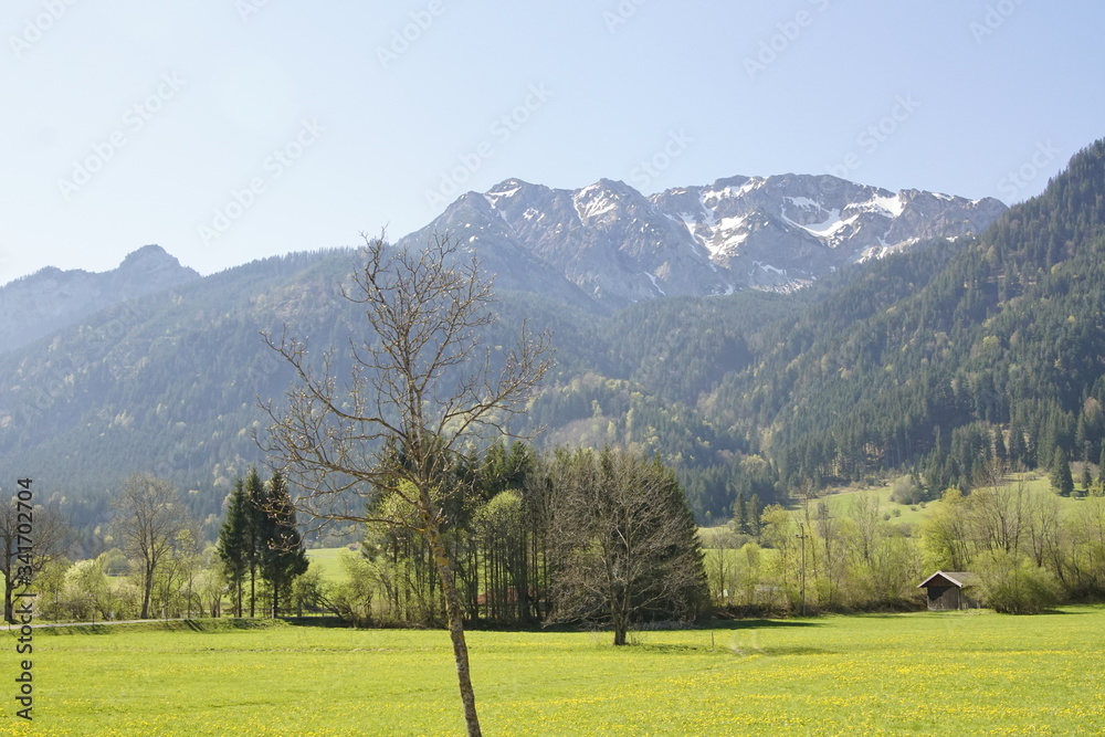 Alpenlandschaft vor grüner Blumenwiese