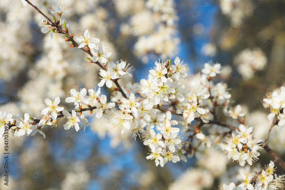 Blooming blackthorn Blooming blackthorn