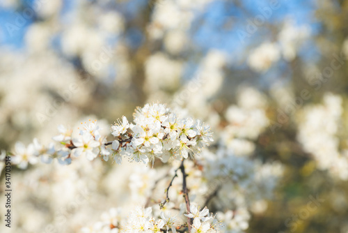 Blooming blackthorn © SKatzenberger