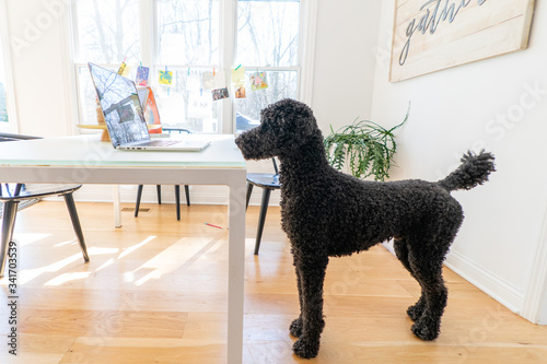 Black standard poodle watching a computer screen at home photo