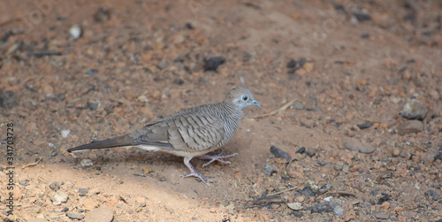 The zebra dove also known as barred ground dove, is a bird of the dove family, Columbidae, native to Southeast Asia.