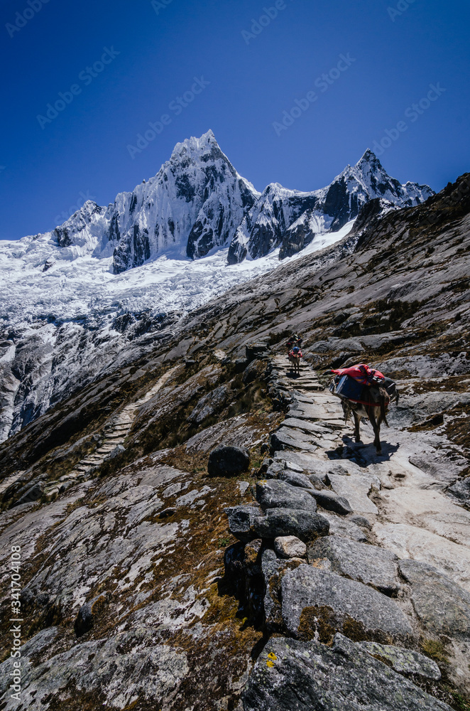 rocky road with pack mules carrying material with high snowy mountains of Taulliraju in the background, on the trekking of the quebrada santa cruz in peru