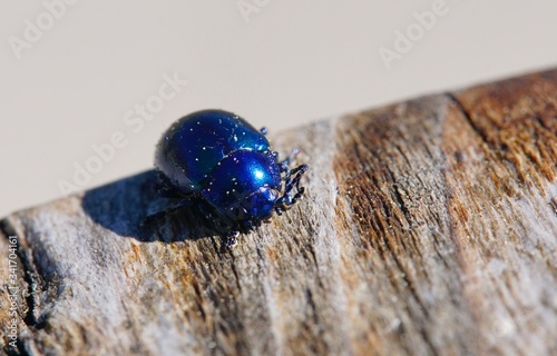 Sehr schöner blauer Käfer der in der Sonne schimmert