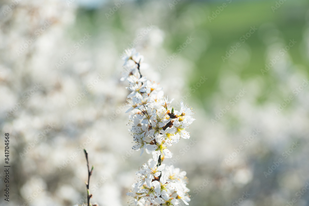 Blooming blackthorn Blooming blackthorn