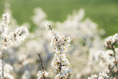 Blooming blackthorn