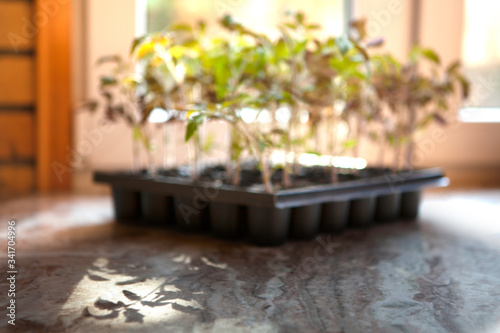 Blurred background with young sprouts in a plastic container on the windowsill  with space for copy