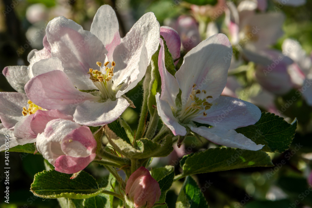 Apfelblüte