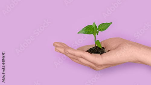Konstfotografi green sprout with leaves and a piece of land in the palm on a pink background