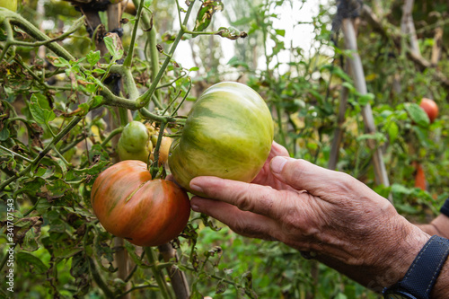 Tomates