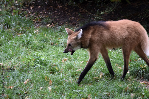 Mähnenwolf photo