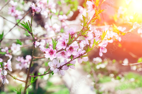 Peach trees with a flowering tree and solar flares. Sunny day. Spring flowers. Beautiful garden. Abstract blurred background. In spring © Алексей Филатов