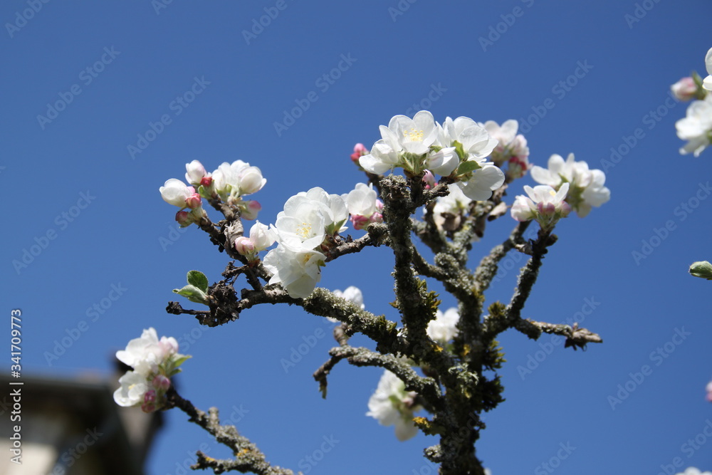 White fresh apple tree bud fertile blossom
