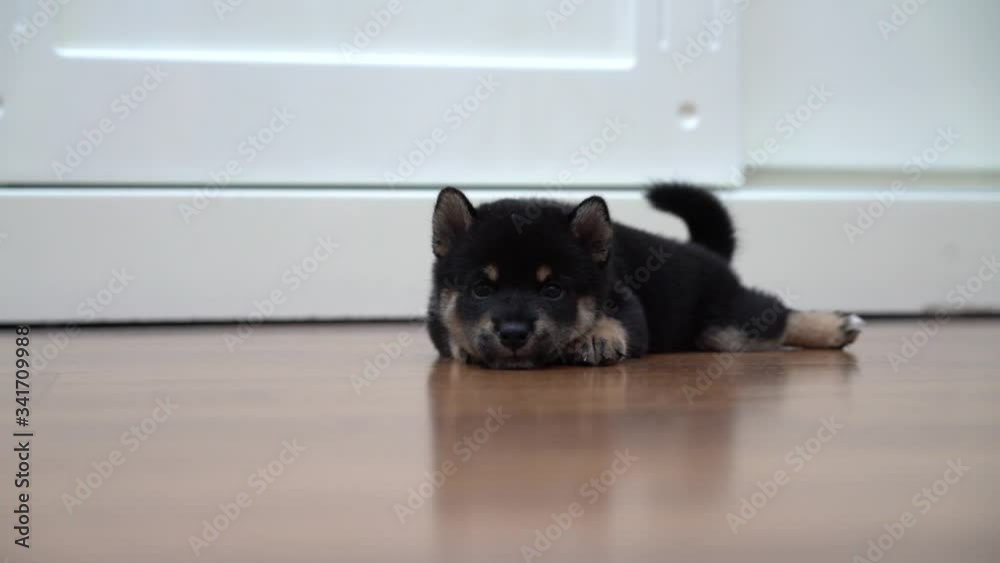 Black Shiba Inu dog are laying and rolling on the wooden floor in the bedroom. Black Shiba Inu dog are laying and rolling on the wooden floor in the bedroom.