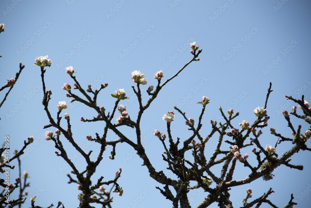 White fresh apple tree bud fertile blossom White fresh apple tree bud fertile blossom