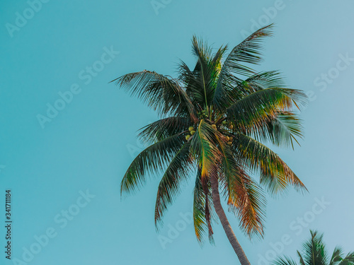 palm tree on blue sky background