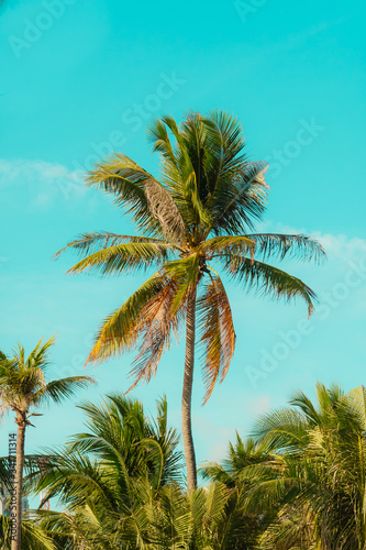 Palm tree and blue sky. Luxury resort for summer