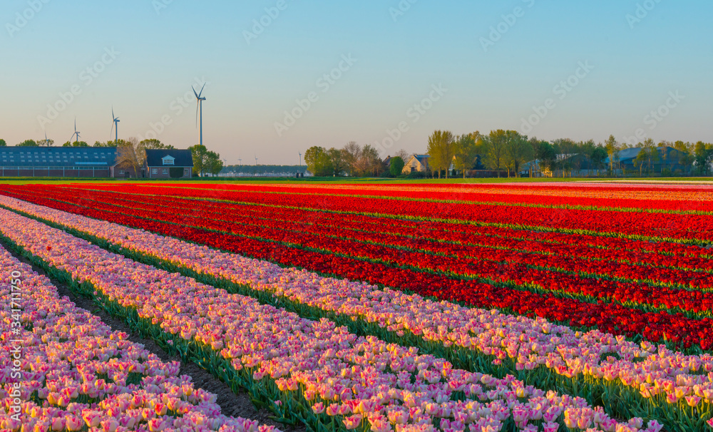 Tulips in an agricultural field in sunlight at sunrise in spring