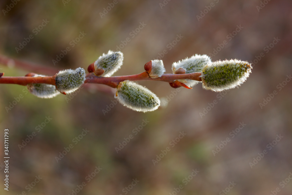 Willow branches with buds close-up. Spring background. Willow branches with buds close-up. Spring background.