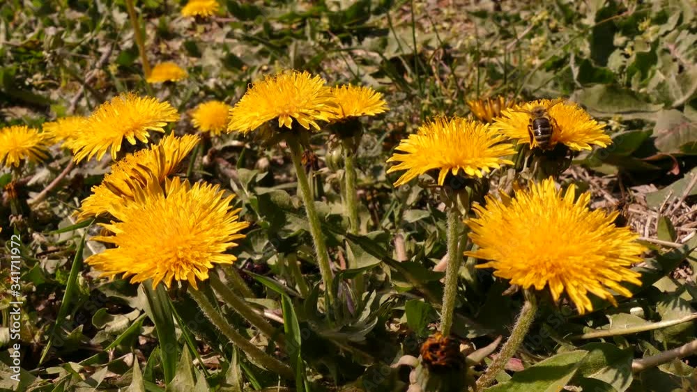 Blooming dandelions (Taraxacum) are the main symbol of this spring summer. Excellent honey plant. Bees love him. Odessa oblast (Ukraine).
Blooming dandelions (Taraxacum) are the main symbol of this spring summer. Excellent honey plant. Bees love him. Odessa oblast (Ukraine).