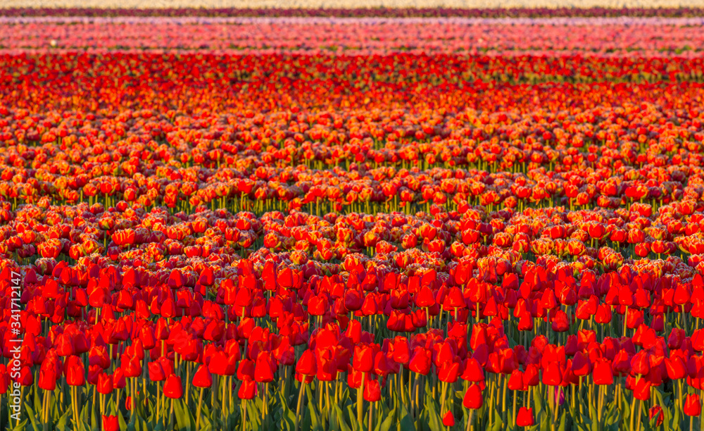 Tulips in an agricultural field in sunlight at sunrise in spring