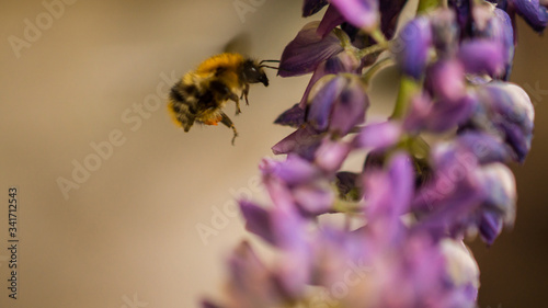 bee1 photo