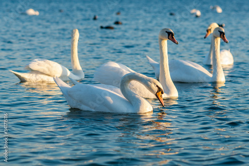 Group Of beautiful Swans In the blue Lake